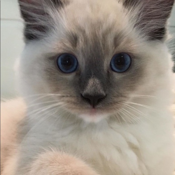 Meet your Posher, Julie - Picture 1 of 1